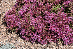 Dragon's Blood Stonecrop (Sedum spurium) at Peter Knippel Garden Centre