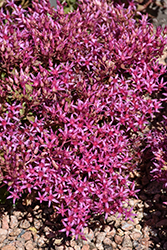 Rock Candy Stonecrop (Sedum spurium 'Rock Candy') at Lakeshore Garden Centres