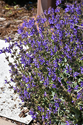 Platinum Sage (Salvia daghestanica) at Lakeshore Garden Centres