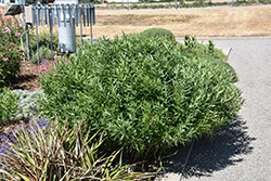 Jones' Bluestar (Amsonia jonesii) at Lakeshore Garden Centres