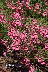 Coral Canyon Twinspur (Diascia integerrima 'P009S') at Lakeshore Garden Centres