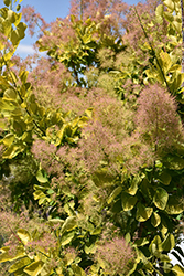 Golden Spirit Smokebush (Cotinus coggygria 'Golden Spirit') at Peter Knippel Garden Centre