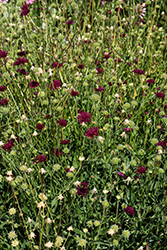 Crimson Scabious (Knautia macedonica) at Lakeshore Garden Centres