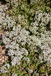 White Stonecrop (Sedum album) at Lakeshore Garden Centres