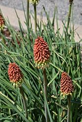 Torchlily (Kniphofia caulescens) at Lakeshore Garden Centres