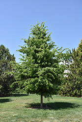 Common Hackberry (Celtis occidentalis) at Peter Knippel Garden Centre