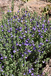 Sky's Edge Skullcap (Scutellaria scordiifolia 'Pat Hayward') at Lakeshore Garden Centres