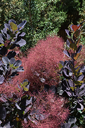 Lilla Smokebush (Cotinus coggygria 'Lilla') at A Very Successful Garden Center