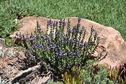 Sky's Edge Skullcap (Scutellaria scordiifolia 'Pat Hayward') at Lakeshore Garden Centres