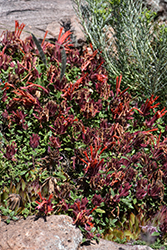 Marian Sampson Scarlet Monardella (Monardella macrantha 'Marian Sampson') at Lakeshore Garden Centres