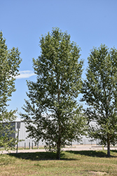 Narrowleaf Cottonwood (Populus angustifolia) at Lakeshore Garden Centres