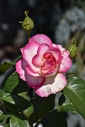 Miss Congeniality Rose (Rosa 'WEKpurmebep') at Lakeshore Garden Centres