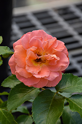 Veranda Mango Rose (Rosa 'KORfloci109') at Lakeshore Garden Centres