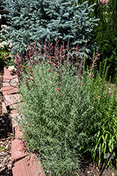 Sunset Hyssop (Agastache rupestris) at Lakeshore Garden Centres