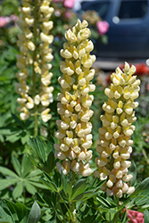 West Country Desert Sun Lupine (Lupinus 'Desert Sun') at Lakeshore Garden Centres