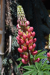West Country Tequila Flame Lupine (Lupinus 'Tequila Flame') at Peter Knippel Garden Centre