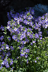 Heavenly Habit Jacob's Ladder (Polemonium boreale 'Heavenly Habit') at Peter Knippel Garden Centre