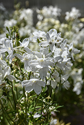 Summer Stars Delphinium (Delphinium grandiflorum 'Summer Stars') at Peter Knippel Garden Centre