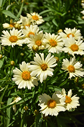 UpTick Cream Tickseed (Coreopsis 'Balupteam') at Lakeshore Garden Centres
