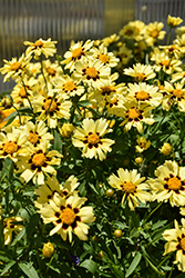 UpTick Cream and Red Tickseed (Coreopsis 'Balupteamed') at Peter Knippel Garden Centre