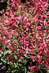 Coral Baby Beardtongue (Penstemon barbatus 'Coral Baby') at Lakeshore Garden Centres