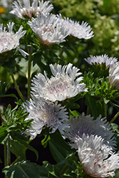 Divinity Aster (Stokesia laevis 'Divinity') at Lakeshore Garden Centres