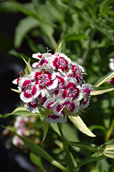 Barbarini Red Picotee Sweet William (Dianthus barbatus 'Barbarini Red Picotee') at Golden Acre Home & Garden