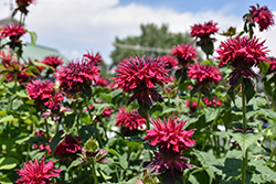 Fireball Beebalm (Monarda didyma 'Fireball') at Peter Knippel Garden Centre