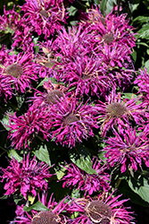 BeeMine Purple Beebalm (Monarda didyma 'BeeMine Purple') at Lakeshore Garden Centres