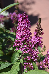 Leah Raspberry Butterfly Bush (Buddleia 'Leah Raspberry') at Lakeshore Garden Centres