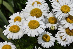 Snow Lady Shasta Daisy (Leucanthemum x superbum 'Snow Lady') at Lakeshore Garden Centres