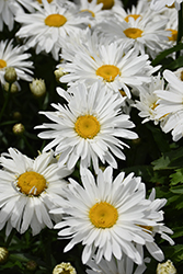 Whoops-A-Daisy Shasta Daisy (Leucanthemum x superbum 'Whoops-A-Daisy') at Lakeshore Garden Centres