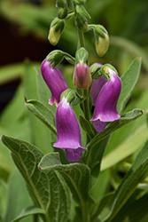 Spanish Peaks Foxglove (Digitalis thapsi 'Spanish Peaks') at Lakeshore Garden Centres