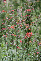 Coronado Red Hyssop (Agastache 'Pstessene') at Lakeshore Garden Centres