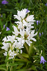 Bellefleur White Clustered Bellflower (Campanula glomerata 'Bellefleur White') at Lakeshore Garden Centres