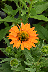 Prima Saffron Coneflower (Echinacea 'TNECHPS') at Lakeshore Garden Centres