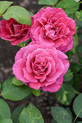 Girls' Night Out Rose (Rosa 'Meigrilega') at Lakeshore Garden Centres