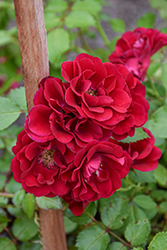 Fire Meidiland Rose (Rosa 'Meipsidue') at Lakeshore Garden Centres