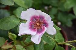 In Your Eyes Rose (Rosa 'WEKefybomeba') at Lakeshore Garden Centres