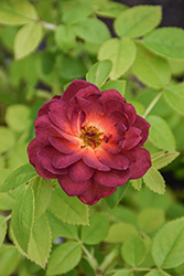 Midnight Fire Rose (Rosa 'WEKboulette') at Lakeshore Garden Centres