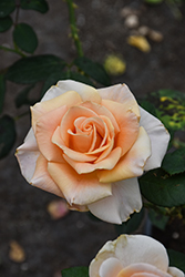 Marilyn Monroe Rose (Rosa 'Marilyn Monroe') at Lakeshore Garden Centres