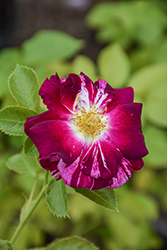 Purple Splash Rose (Rosa 'Purple Splash') at Lakeshore Garden Centres