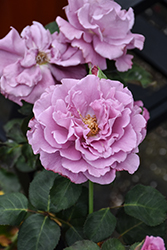 Angel Face Rose (Rosa 'Angel Face') at Lakeshore Garden Centres