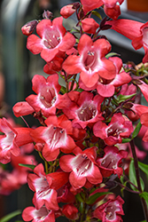 Cherry Sparks Beard Tongue (Penstemon 'Cherry Sparks') at Lakeshore Garden Centres