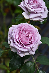 Violet's Pride Rose (Rosa 'WEKwibysicpep') at Lakeshore Garden Centres