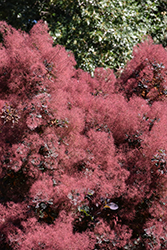 Royal Purple Smokebush (Cotinus coggygria 'Royal Purple') at Peter Knippel Garden Centre
