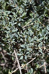 Blue Oak (Quercus douglasii) at Lakeshore Garden Centres