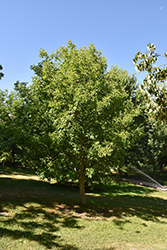 California Buckeye (Aesculus californica) at Lakeshore Garden Centres