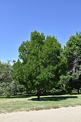 Raywood Ash (Fraxinus oxycarpa 'Raywood') at Lakeshore Garden Centres