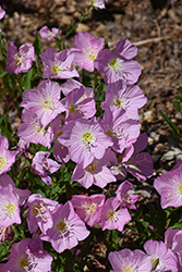 Twilight Evening Primrose (Oenothera berlandieri 'Turner01') at Lakeshore Garden Centres